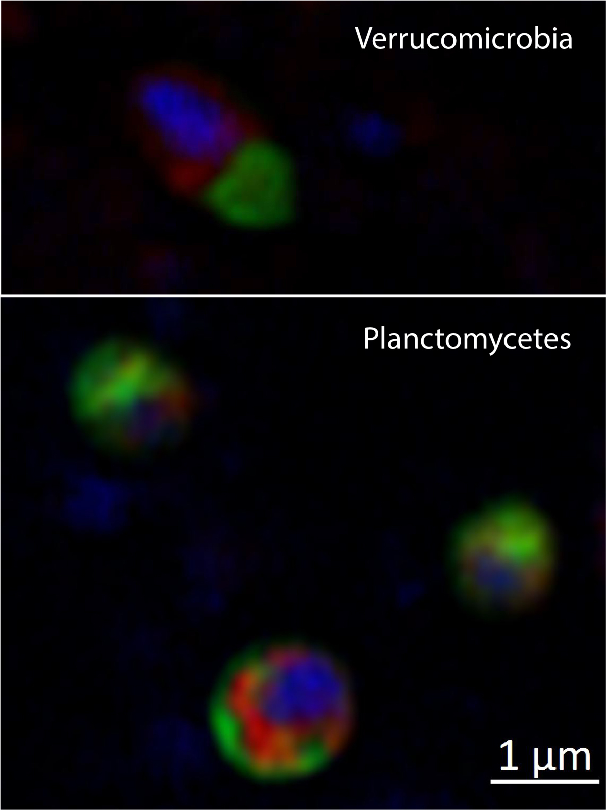 Selfish bacteria