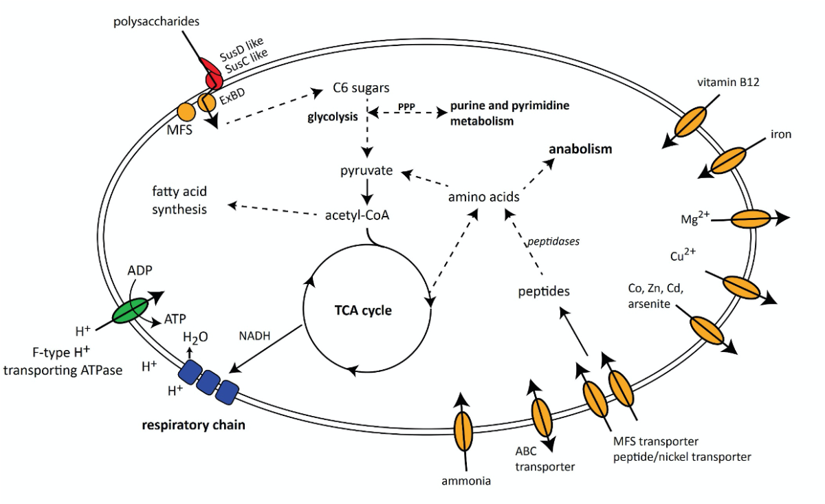 Rekonstruktion des Metabolismus von VIS6 /Candidatus Abditibacter aus sortierten Zellen
