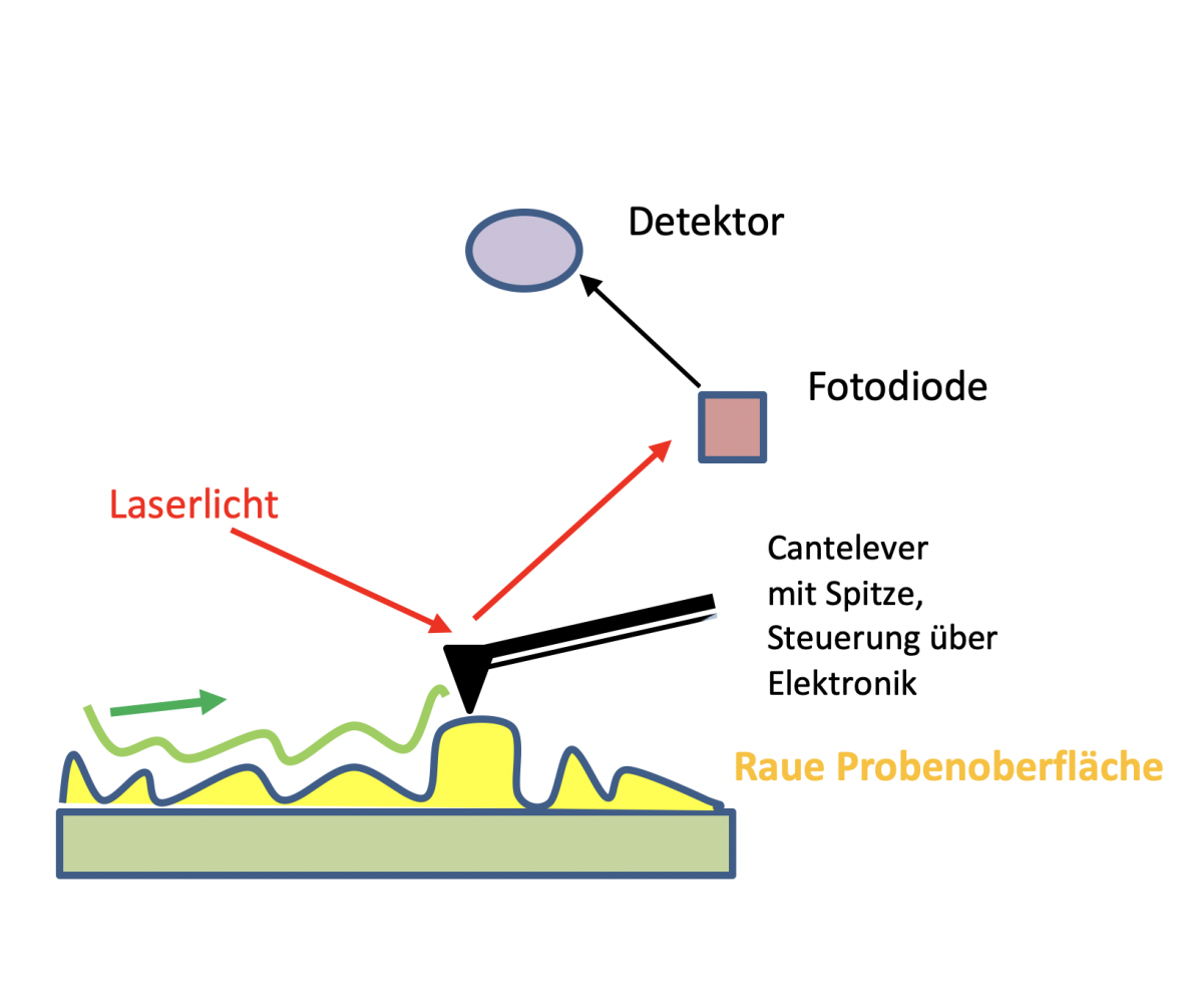 Funktionsprinzip des Rasterkraftmikroskops. (© Max-Planck-Institut für Marine Mikrobiologie, D. Tienken)