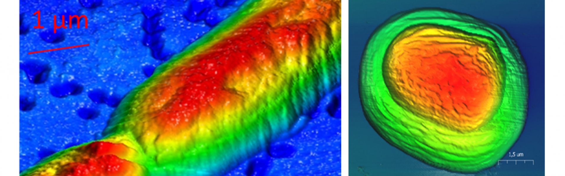 Crenothrix Filament, Lake Zug 2014 (links) und AFM-Bild einer Chromatium Okenii Zelle aus dem Lago di Cadagno, Schweiz, Crytical Point dryer behandelt (©Max-Planck-Institut für Marine Mikrobiologie, D. Tienken)