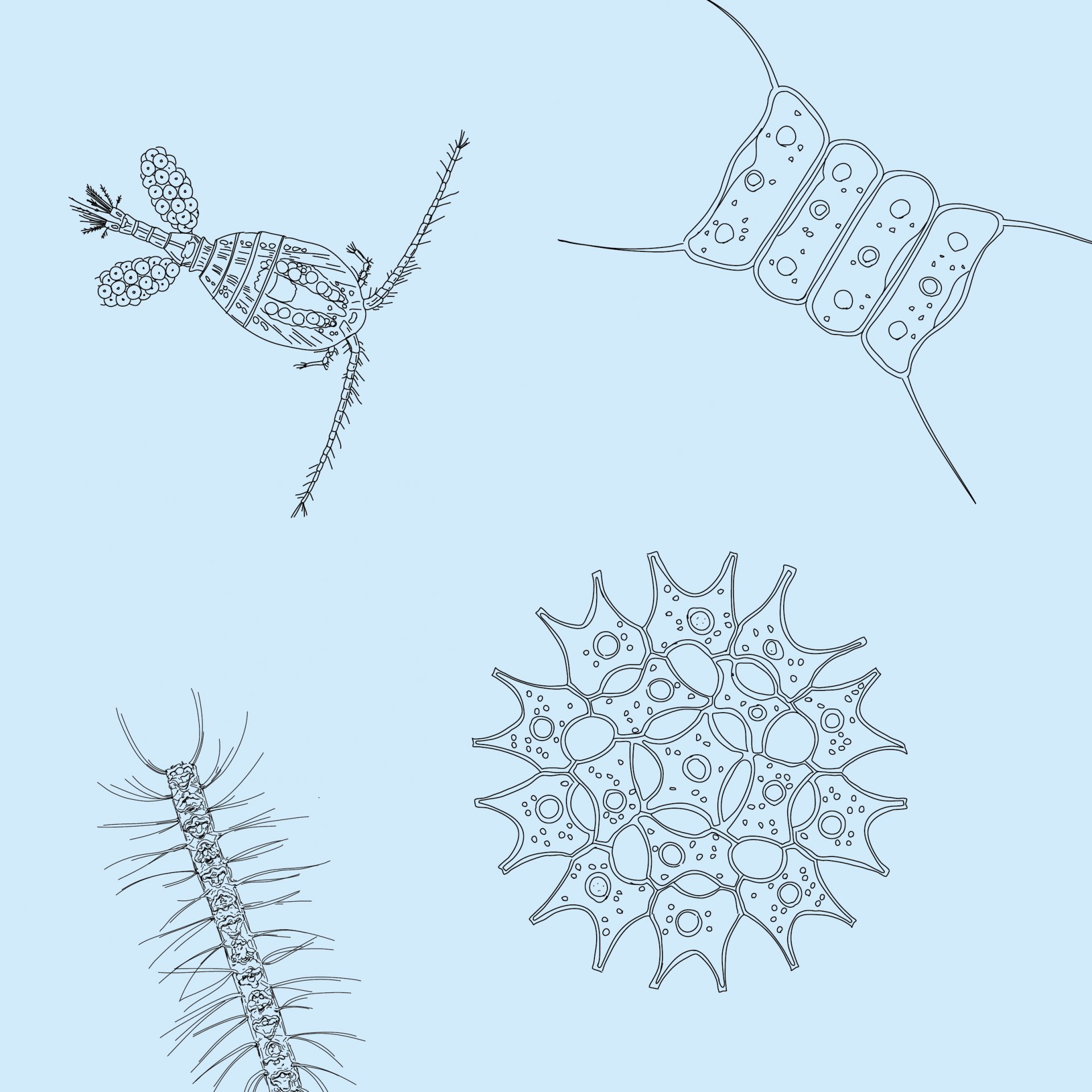 Mikroben (© Max-Planck-Institut für Marine Mikrobiologie, A. Esken)