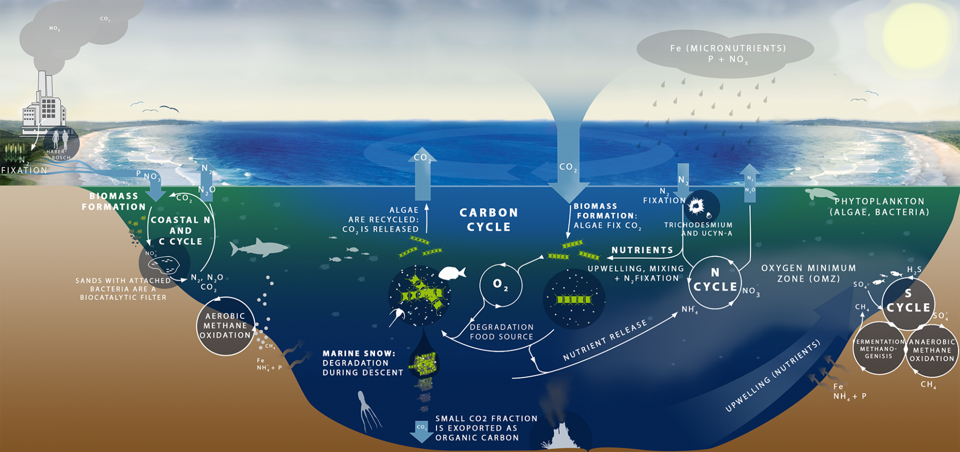 Carbon and Nutrient Cycles