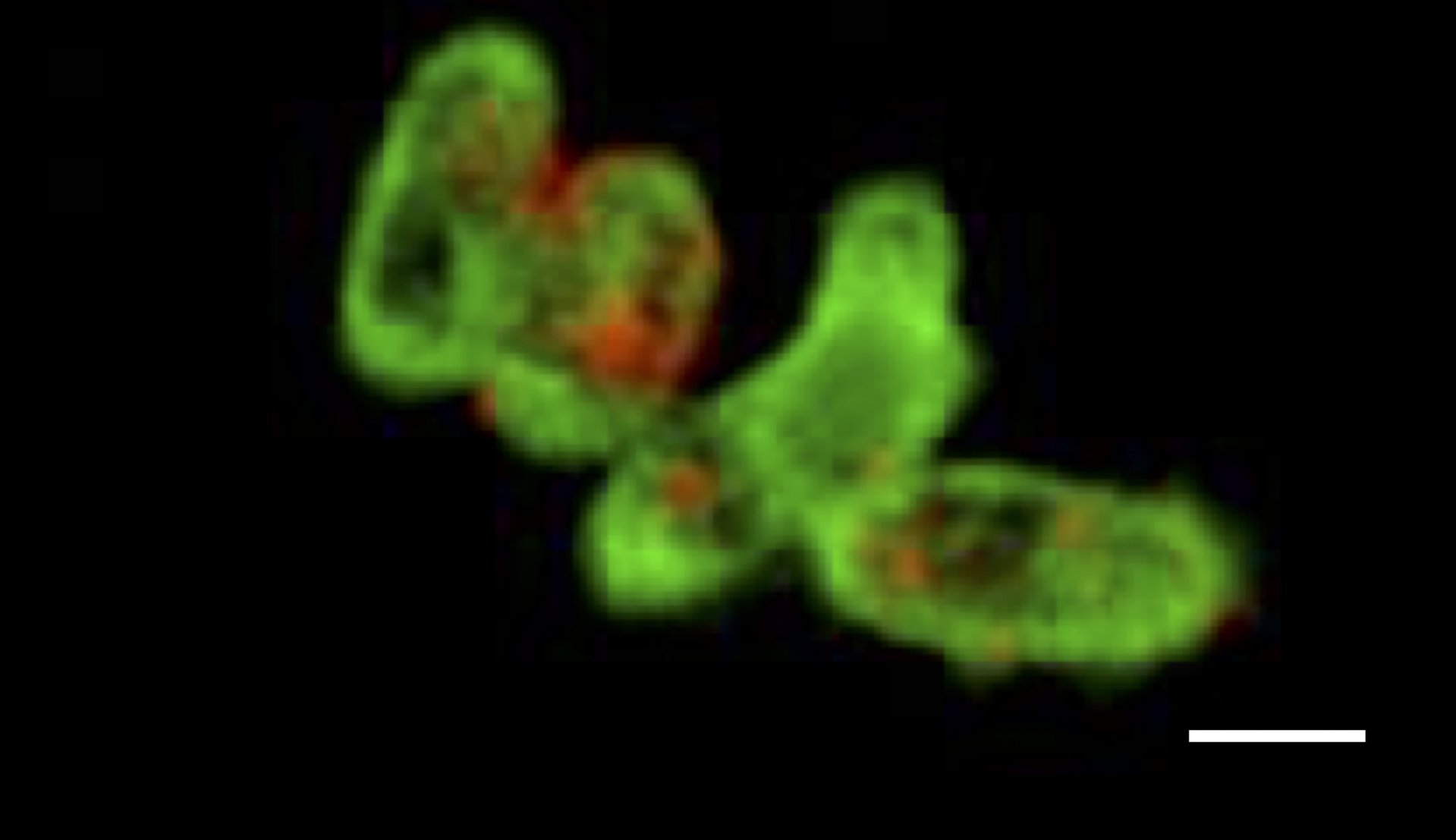 Burst of Pseudoalteromonas cells