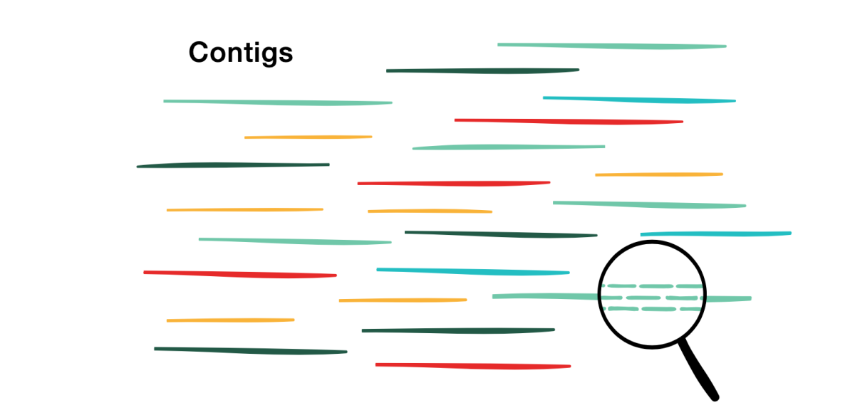 Grafik Contiqs. (© Max-Planck-Institut für marine Mikrobiologie, A. Esken)