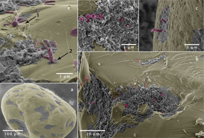 Microbes on a sand grain Microbes on a sand grain