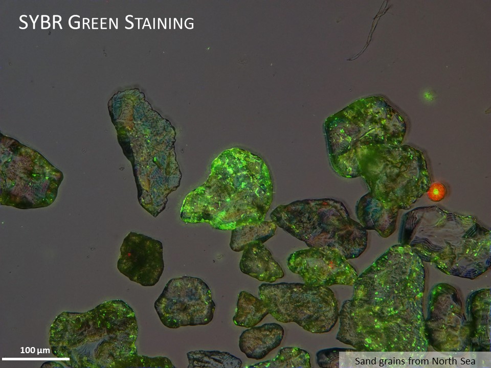 SYBR Green staining of North Sea sand grains