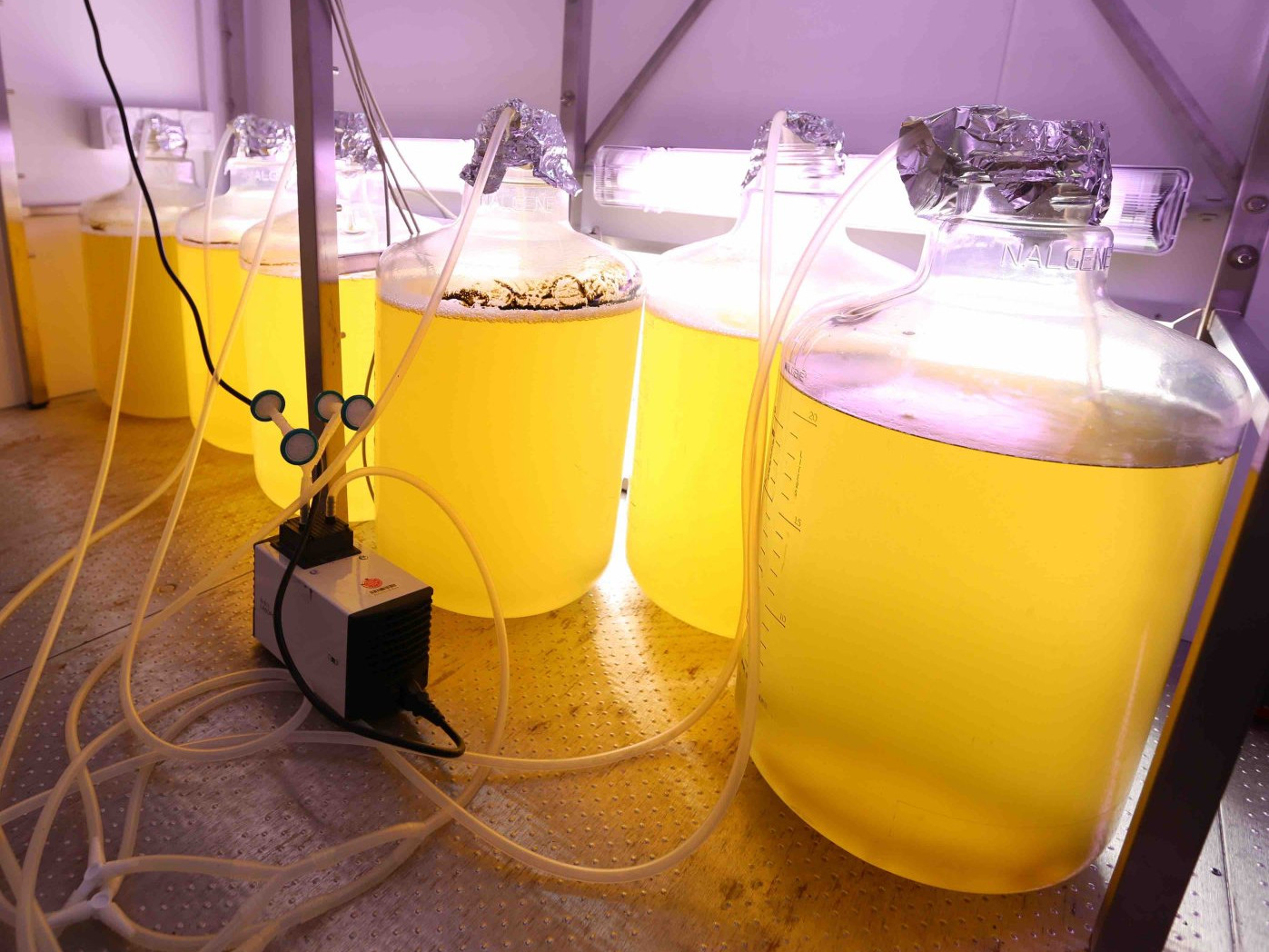 Algae farming (©Max Planck Institute for Marine Microbiology, K. Matthes)