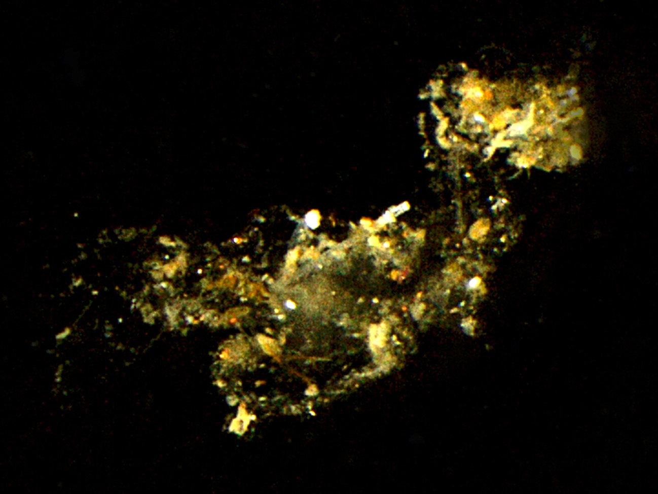 Small marine “snowflakes” are very important for the nutrient balance of the oceans. The particle shown here is highly magnified – in reality small particles are only about the size of a hair and thus barely visible. (© Max Planck Institute for Marine Microbiology/C. Karthäuser and S. Ahmerkamp)