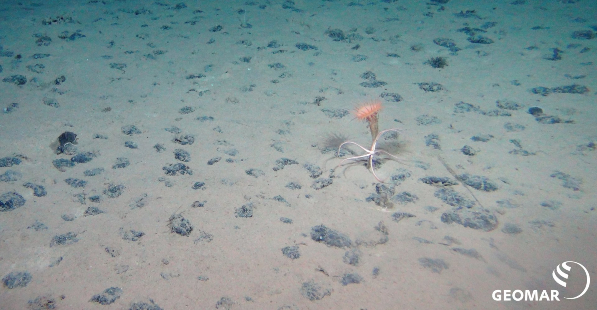 Typisches Manganknollenhabitat auf dem Meeresboden der Clarion-Clipperton Bruchzone (CCZ) im Pazifik (Expedition SO239) mit einer Seeanemone und einem Schlangenstern. (© ROV KIEL6000, GEOMAR)