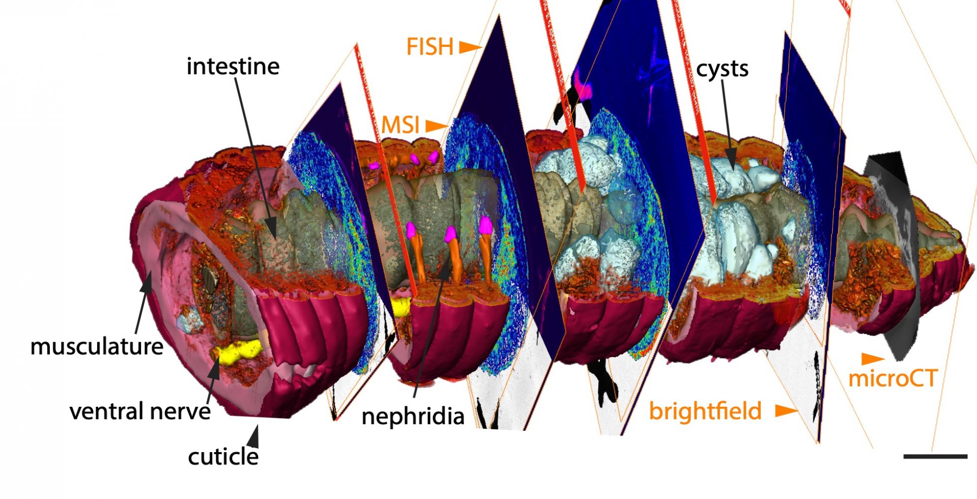 Der 3D-CHEMHIST-Atlas oder das hintere Ende des Regenwurms, der in dieser Studie verwendet wurde. Der Atlas kombiniert Daten der Massenspektrometrie-Bildgebung (MSI), der Fluoreszenz-in-situ-Hybridisierung (FISH) und der Mikro-Tomographie (micro-CT). (© Max-Planck-Institut für Marine Mikrobiologie/PNAS ref.)