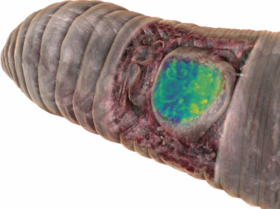 Abgebildet ist ein Mikro-Tomographie-basiertes 3D-Modell des vorderen Endes eines Regenwurms, das schematisch zeigt, wie CHEMHIST die Verbindung zwischen anatomischer Struktur und Stoffwechsel-Funktion ermöglicht. Die 3D-Daten der Mikroanatomie des Wurms ermöglichen so eine virtuelle Sezierung des Tieres. Wird zum Beispiel die Haut des Tieres durchsichtig gemacht oder – wie im Bild gezeigt – entfernt, werden die inneren Strukturen sichtbar. Mit CHEMHIST kann man nicht nur die Anatomie visualisieren, sondern auch die zugehörigen Moleküle, aus denen jedes Organ besteht. Dafür werden die in der Abbildung gezeigten Intensitätskarten als blau bis gelb gefärbte Überlagerung verwendet. (© Max-Planck-Institut für Marine Mikrobiologie/open access microCT data von Lenihan et al.) Abgebildet ist ein Mikro-Tomographie-basiertes 3D-Modell des vorderen Endes eines Regenwurms, das schematisch zeigt, wie CHEMHIST die Verbindung zwischen anatomischer Struktur und Stoffwechsel-Funktion ermöglicht. Die 3D-Daten der Mikroanatomie des Wurms ermöglichen so eine virtuelle Sezierung des Tieres. Wird zum Beispiel die Haut des Tieres durchsichtig gemacht oder – wie im Bild gezeigt – entfernt, werden die inneren Strukturen sichtbar. Mit CHEMHIST kann man nicht nur die Anatomie visualisieren, sondern auch die zugehörigen Moleküle, aus denen jedes Organ besteht. Dafür werden die in der Abbildung gezeigten Intensitätskarten als blau bis gelb gefärbte Überlagerung verwendet. (© Max-Planck-Institut für Marine Mikrobiologie/open access microCT data von Lenihan et al.)