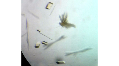 Image of the crystallized enzyme for ethane degradation - the ethyl coenzyme M reductase. This photo was taken from a binocular and shows different yellow crystals of 0.1 mm size. The amber-like color derives from the F430-cofactor harbored by the protein. Obtaining crystals is a necessary step for the X-ray crystallography technique (© Max Planck Institute for Marine Microbiology/ O. Lemaire and T. Wagner) Image of the crystallized enzyme for ethane degradation - the ethyl coenzyme M reductase. This photo was taken from a binocular and shows different yellow crystals of 0.1 mm size. The amber-like color derives from the F430-cofactor harbored by the protein. Obtaining crystals is a necessary step for the X-ray crystallography technique (© Max Planck Institute for Marine Microbiology/ O. Lemaire and T. Wagner)