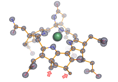 Molecular structure of the modified cofactor from the enzyme. The figure shows the atomic composition of the cofactor with carbon, nitrogen, oxygen and nickel represented as balls and colored in orange, blue, red and green, respectively. Sticks represent the covalent bonds between atoms. The precise localization of each individual atom was possible thanks to the very sharp electron density (black mesh). Such high level of details revealed two extra methylations on the cofactor, highlighted by red arrows, these methylations do not exist in enzymes specialized for methane. (© Max Planck Institute for Marine Microbiology/ O. Lemaire and T. Wagner) Molecular structure of the modified cofactor from the enzyme. The figure shows the atomic composition of the cofactor with carbon, nitrogen, oxygen and nickel represented as balls and colored in orange, blue, red and green, respectively. Sticks represent the covalent bonds between atoms. The precise localization of each individual atom was possible thanks to the very sharp electron density (black mesh). Such high level of details revealed two extra methylations on the cofactor, highlighted by red arrows, these methylations do not exist in enzymes specialized for methane. (© Max Planck Institute for Marine Microbiology/ O. Lemaire and T. Wagner)