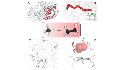 Structural elements contributing to the ethane specialization. (© Max Planck Institute for Marine Microbiology/O. Lemaire and T. Wagner) Structural elements contributing to the ethane specialization. (© Max Planck Institute for Marine Microbiology/O. Lemaire and T. Wagner)