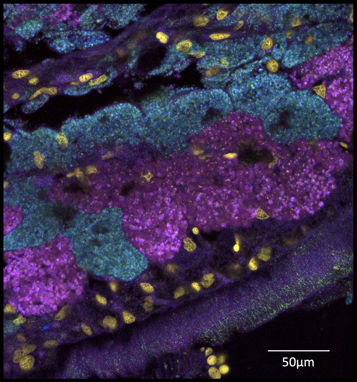 Diese Aufnahme aus dem Fluoreszenzmikroskop zeigt, dass die Kiemen der Mondmuscheln voll mit Symbionten (grün und magenta gefärbt) sind (Zellkerne der Muscheln in gold). Die Mondmuscheln beherbergen sie in spezialisierten Zellen, den Bakteriozyten. (© Lukas Leibrecht)