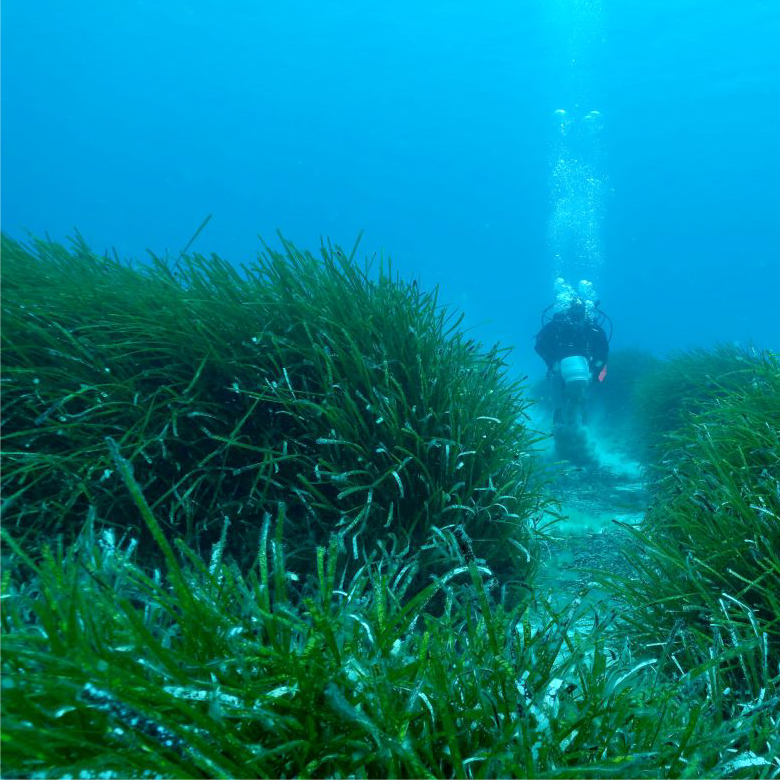 Lush Posidonia meadows - almost like a marine forest