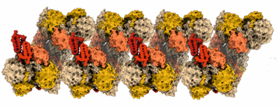 Detailed structure of an NXR strand © Lea Dietrich, Kristian Parey, Thomas Barends