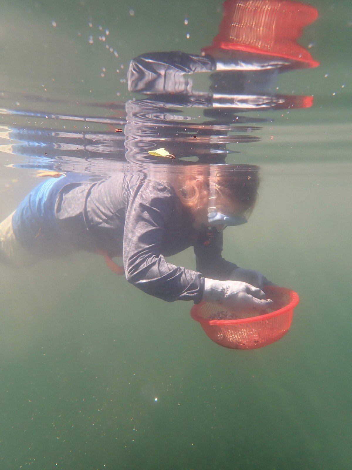 Collecting lucinid clams