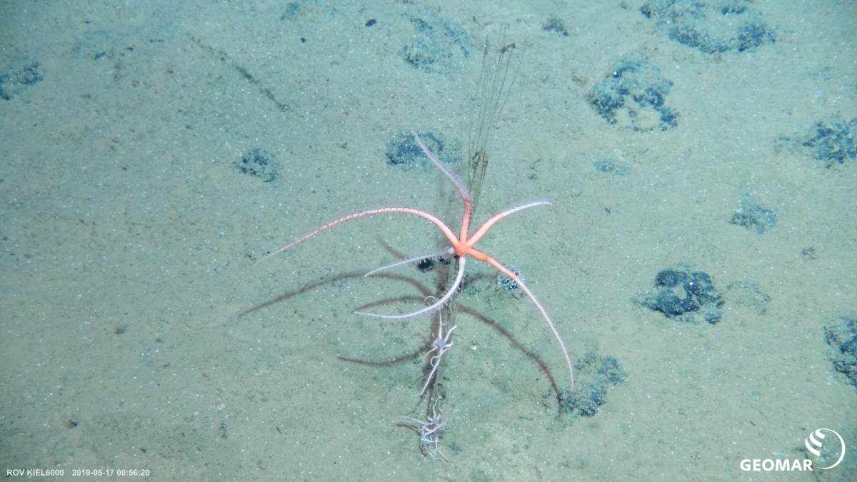 Stalk growing on a polymetallic nodule with several brittle stars